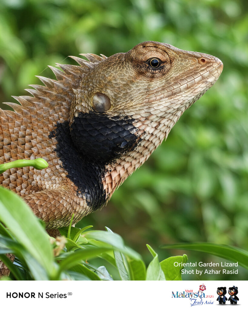 HONOR-600-Series-Telephoto-Zoom_Animal-819x1024 The Future of Smartphone Photography: The HONOR 600 Series is Almost Here 📸✨